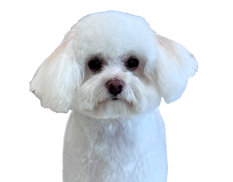 Bala-the-Dog